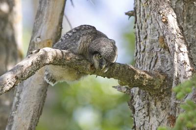 northern hawk owl 060106_MG_0330