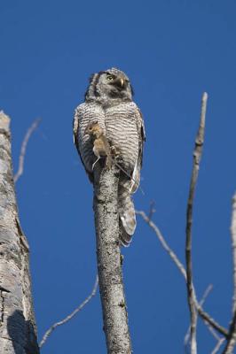 northern hawk owl 060106IMG_8492