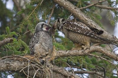northern hawk owl 060206_MG_0685
