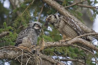 northern hawk owl 060206_MG_0691