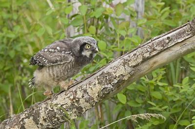 northern hawk owl 060206IMG_8521