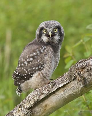 northern hawk owl 060206IMG_8593