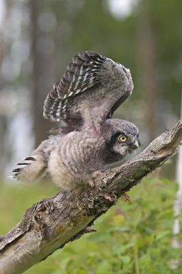 northern hawk owl 060206IMG_8637