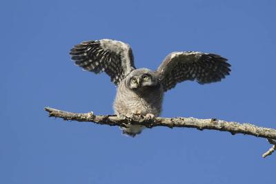 northern hawk owl 060406_MG_1348