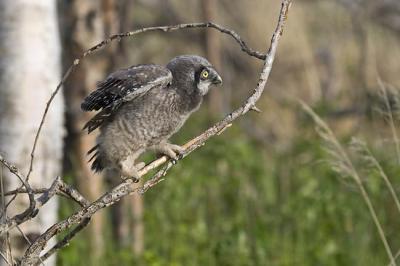 northern hawk owl 060406_MG_1494