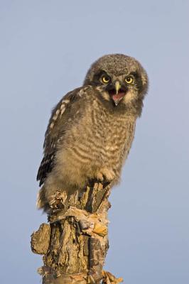 northern hawk owl 060406_MG_1580