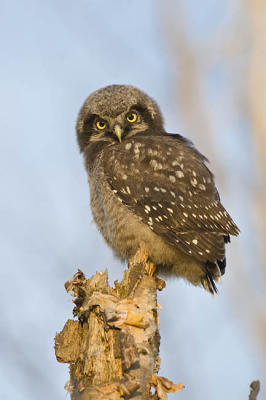 northern hawk owl 060406_MG_1599