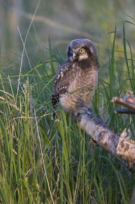 northern hawk owl 060406_MG_1614