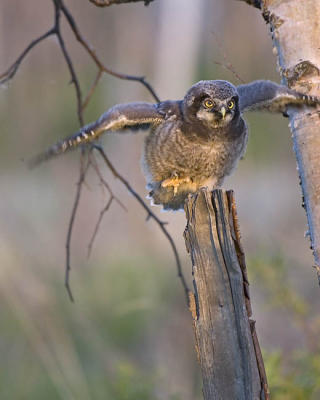 northern hawk owl 060406_MG_1619