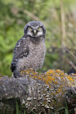 northern hawk owl 060406IMG_8765