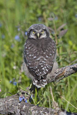 northern hawk owl 060406IMG_8807