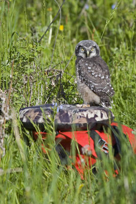 northern hawk owl 060406IMG_8820