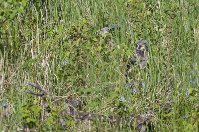 northern hawk owl 060406IMG_8823