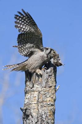 northern hawk owl 060406IMG_8920