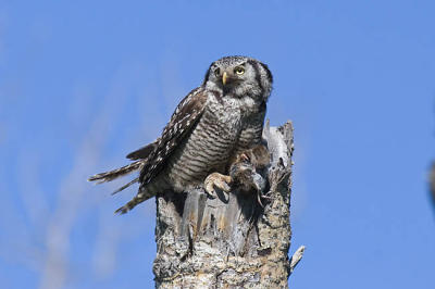 northern hawk owl 060406IMG_8926