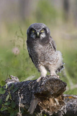 northern hawk owl 060406IMG_8996