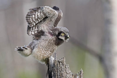 northern hawk owl 060406IMG_9038