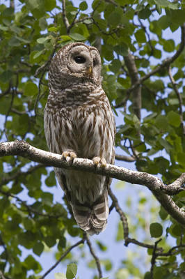 barred owl 060306_MG_1180