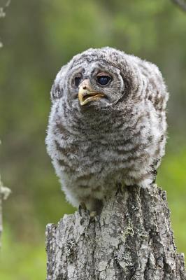 barred owl 060306IMG_8713