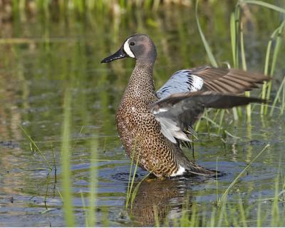blue-winged teal 052906_MG_0246