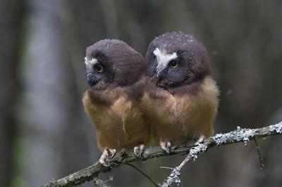 northern saw-whet owls 060706_MG_0385