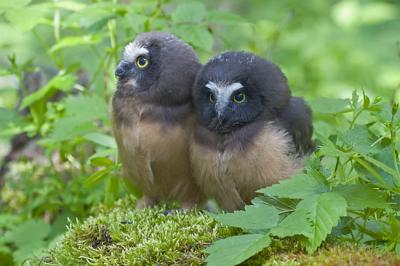 northern saw-whet owls 060706_MG_0429