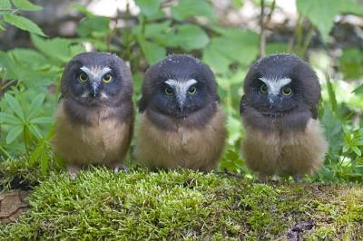northern saw-whet owls 060706_MG_0444
