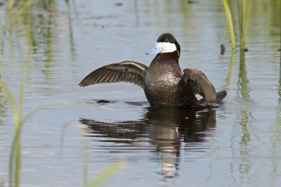ruddy duck 060206_MG_0487