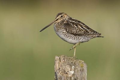 wilson's snipe 052606_MG_0446