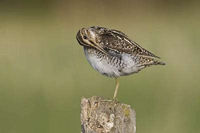 wilson's snipe 052606_MG_0473