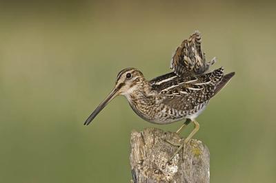 wilson's snipe 052606_MG_0502