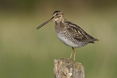 wilson's snipe 052606_MG_0518
