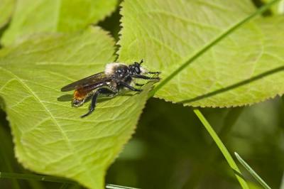 robber fly 061006IMG_9541