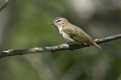 red-eyed vireo 061006_MG_0030