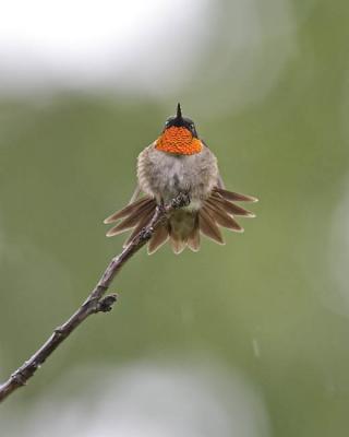 ruby-throated hummingbird 061106_MG_0347
