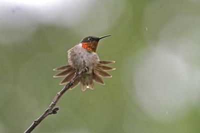 ruby-throated hummingbird 061106_MG_0384