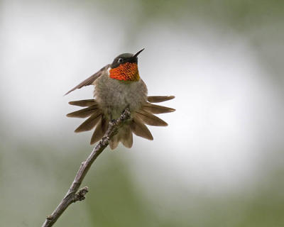 ruby-throated hummingbird 061106_MG_0729