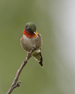 ruby-throated hummingbird 061106_MG_0819
