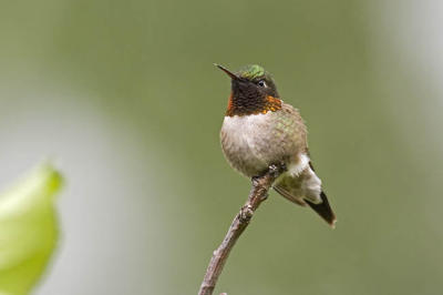 ruby-throated hummingbird 061106_MG_0863