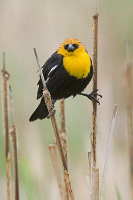 yellow-headed blackbird 061106_MG_0203