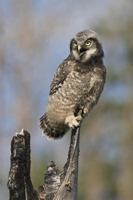 northern hawk owl 061006_MG_0059