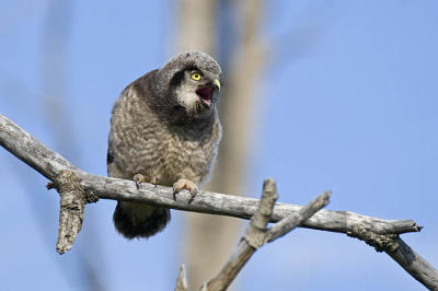 northern hawk owl 061006_MG_0098