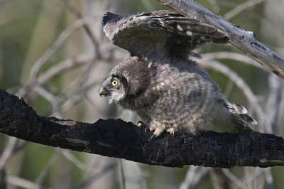 northern hawk owl 061006_MG_0070