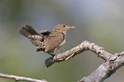 house wren 061006IMG_9558