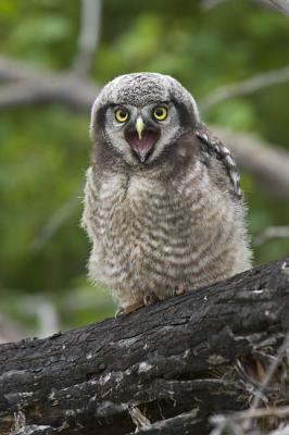 northern hawk owl 061306_MG_0014