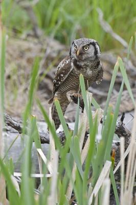 northern hawk owl 061306_MG_0063