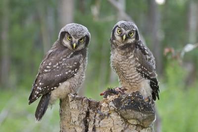 northern hawk owl 061306_MG_0138