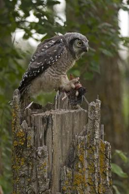 northern hawk owl 061306_MG_0243