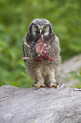 northern hawk owl 061306_MG_0270