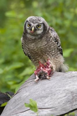 northern hawk owl 061306_MG_0432